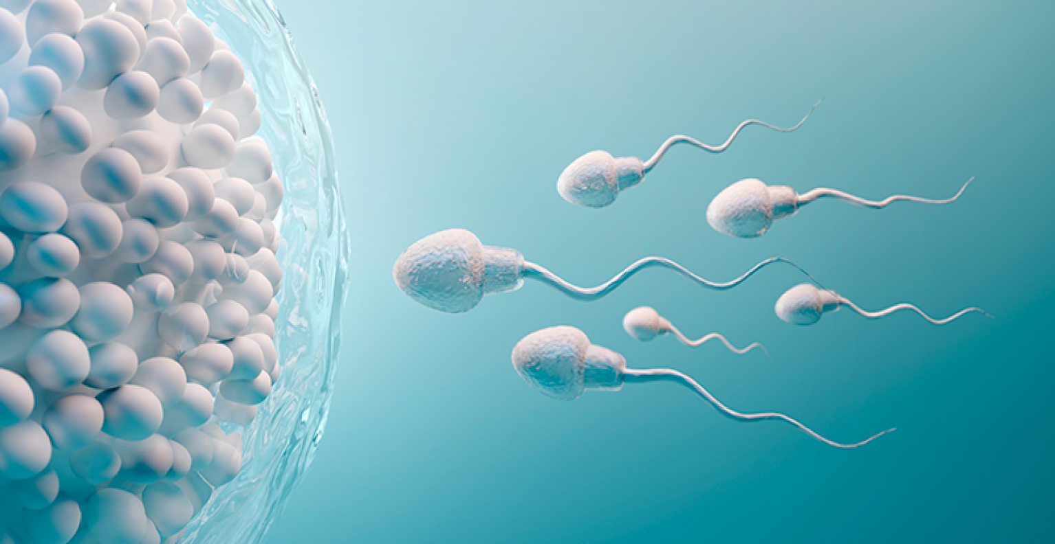 Saúde dos Espermatozoides após Reversão da Vasectomia